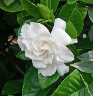 white gardenia12.jpg